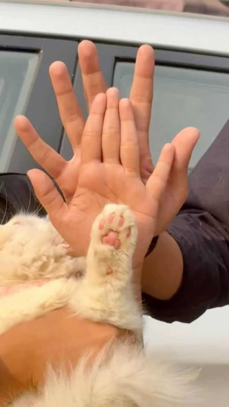 Hands raised together beside a cat paw